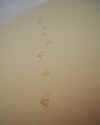 21-footprints.JPG (23850 bytes)
